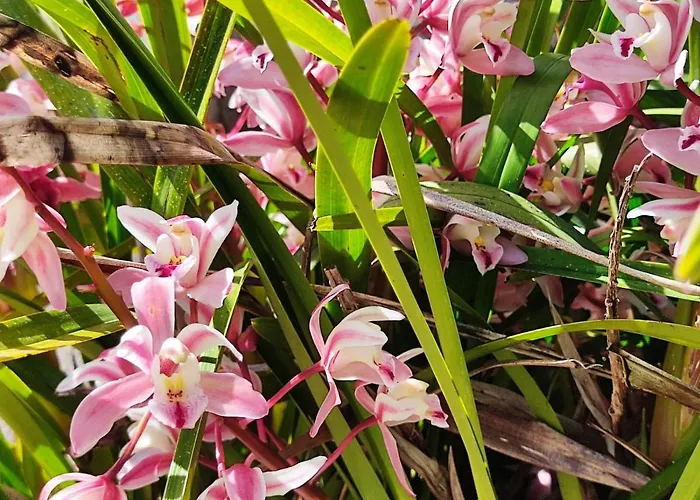 Apartment Nel Parco Marciana (Isola d'Elba)